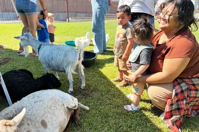 Preschool children enjoying a summer animal encounter activity with goats at Newport Ave Preschool